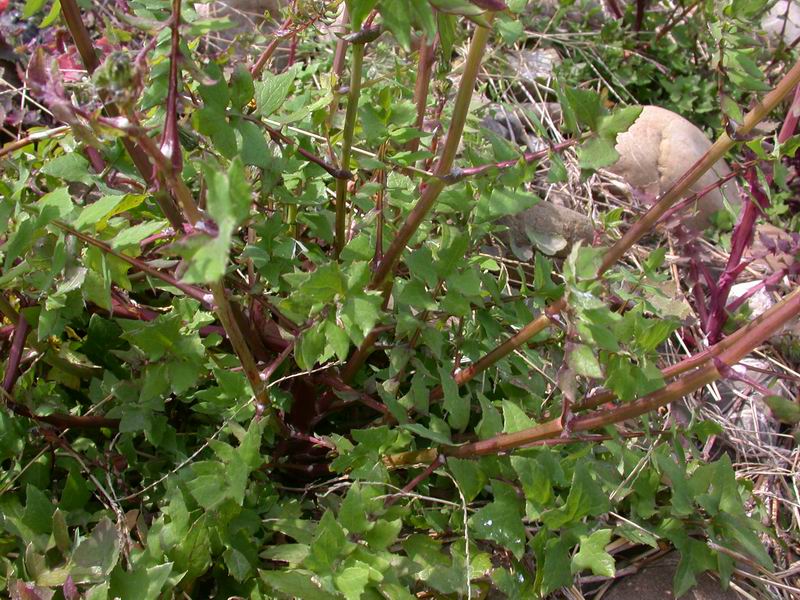 Sonchus tenerrimus / Grespino sfrangiato